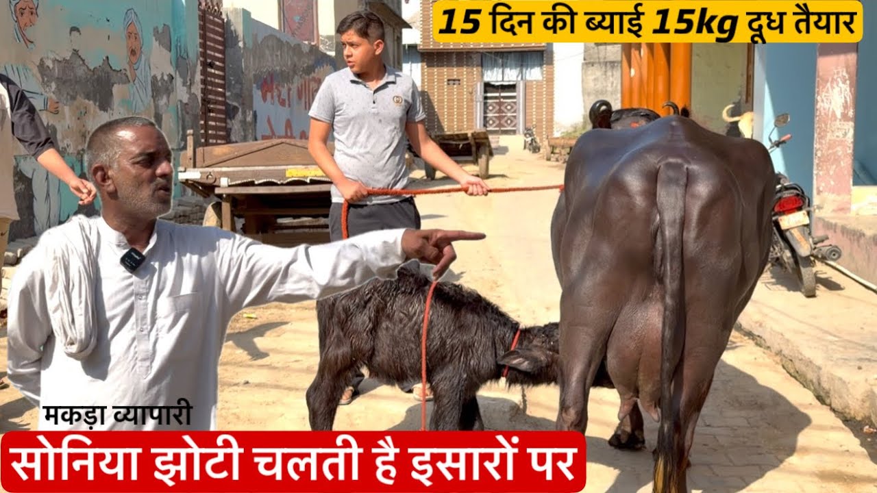 🔴सोनिया झोटी चलती है इसारों पर👉15 दिन की ब्याई 15kg दूध तैयार।मकड़ा व्यापारी☎️9812595290.