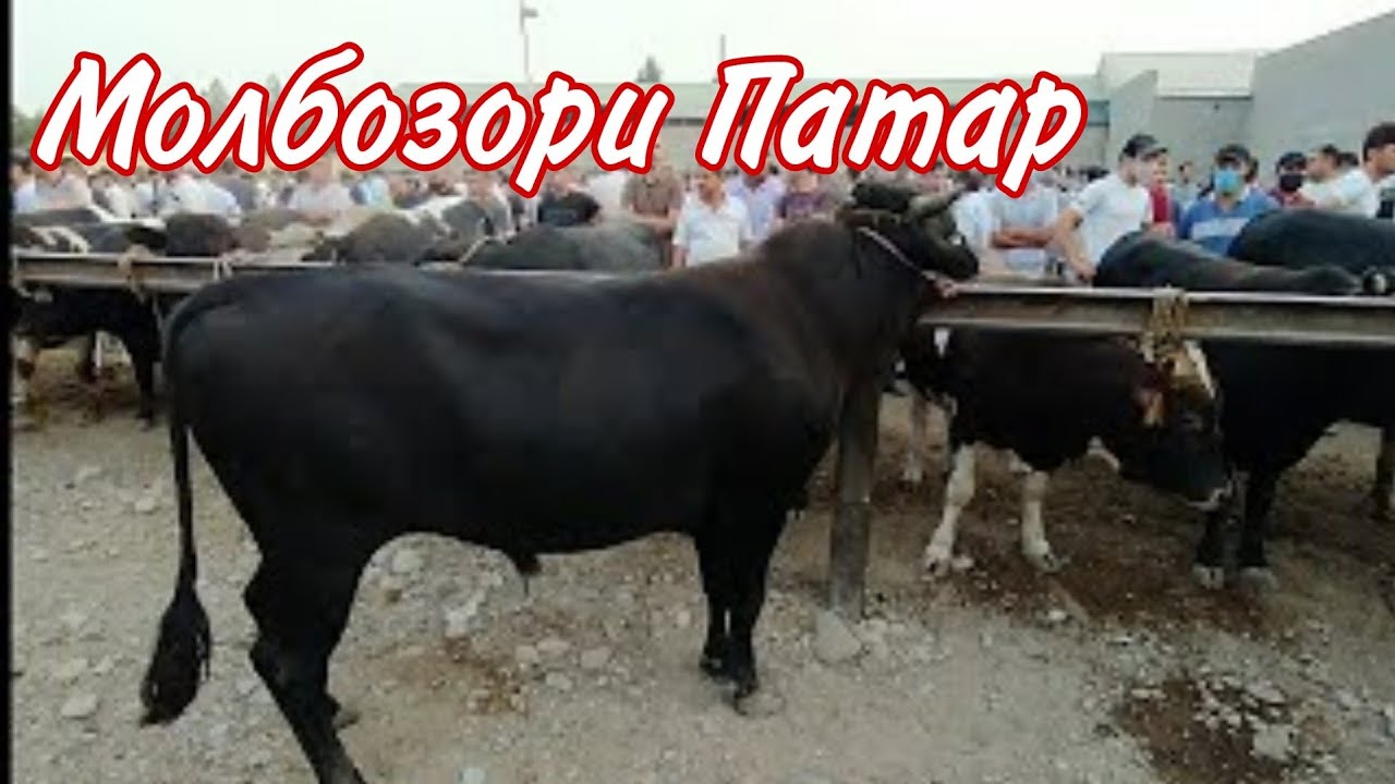 ПАТАР Чоршанбе Молбозори