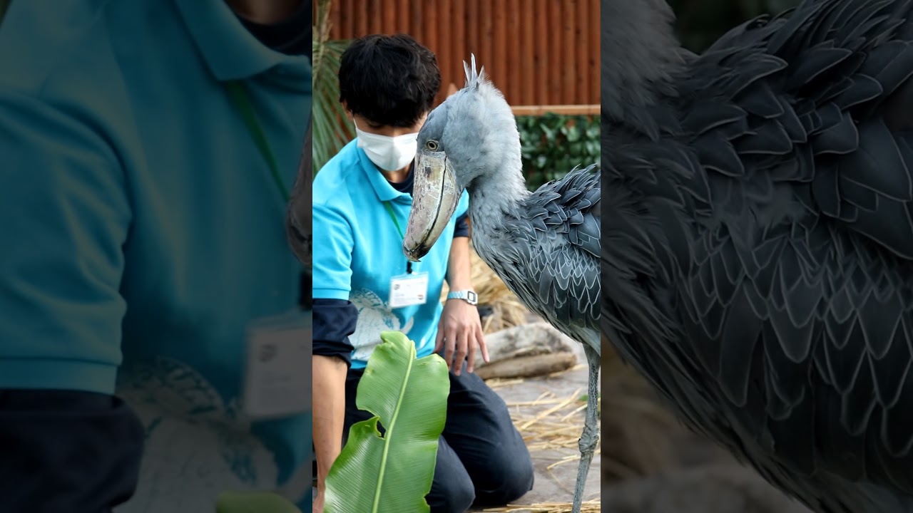 【掛川花鳥園】ハシビロコウ ふたば ゴハンは旨し２(スタッフさんの説明付き)