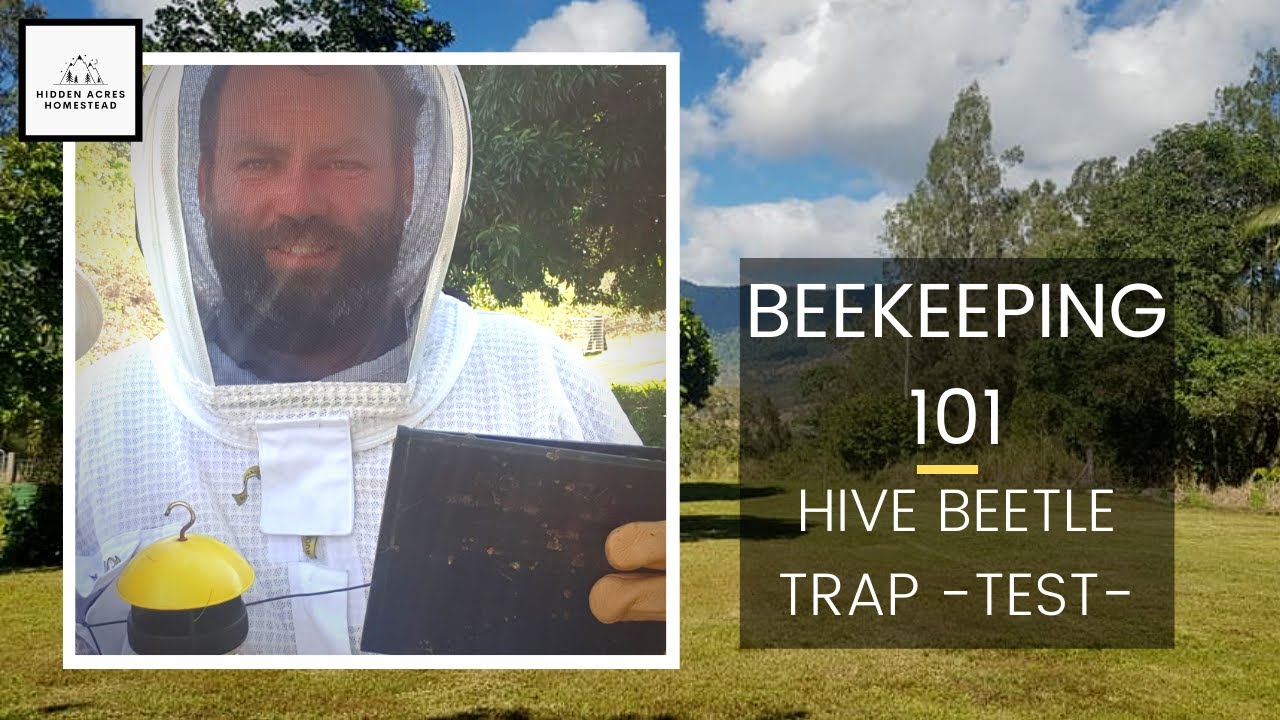 Which HIVE BEETLE TRAP is BEST?