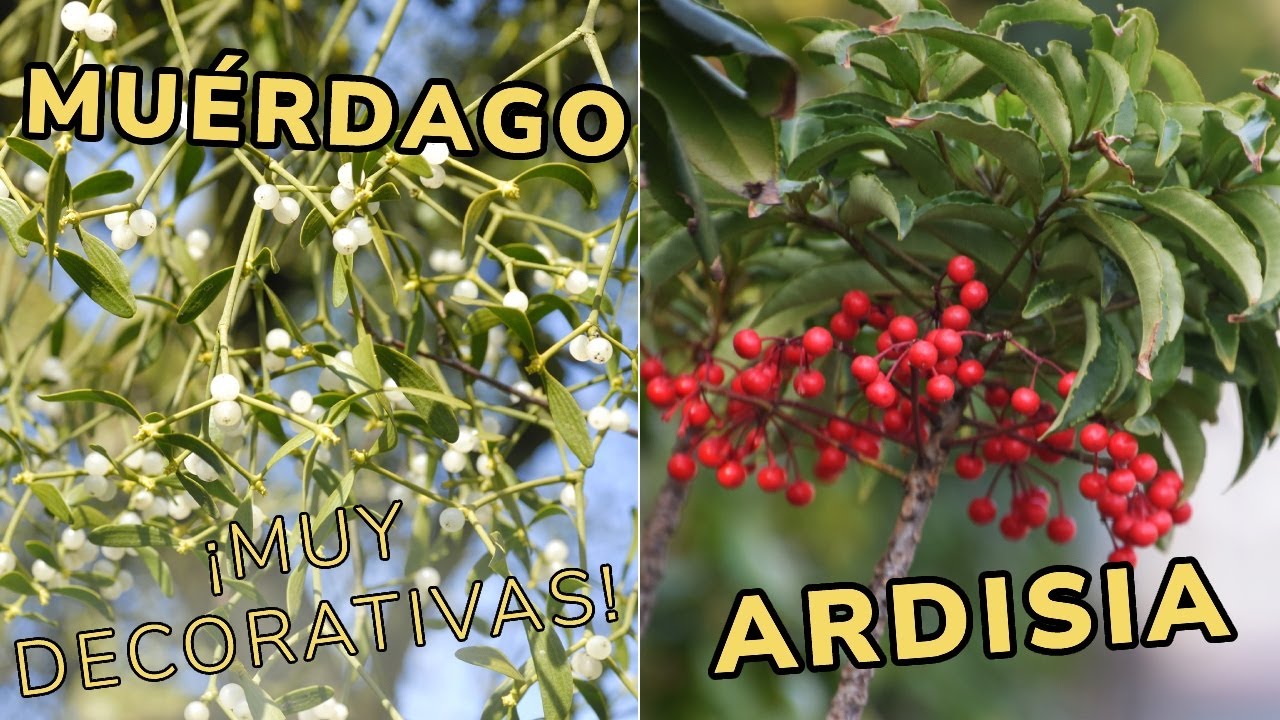 ARDISIA el arbusto decorativo que necesitas - Características del MUÉRDAGO // Jardinatis