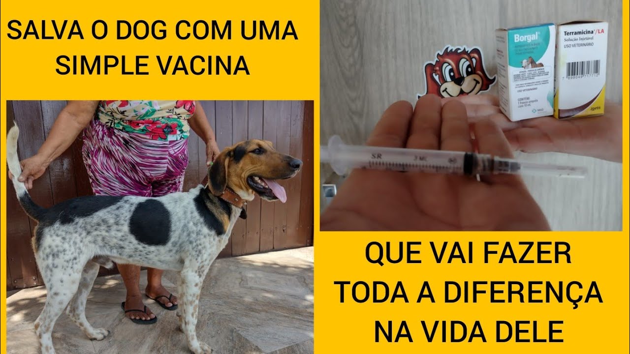 Como aplicar vacina intramuscular em cachorro com pneumonia
