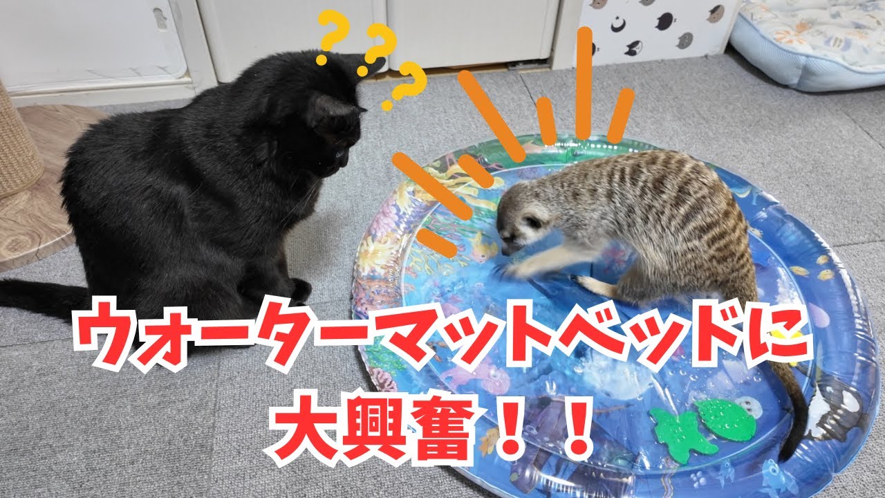 とある休日☀️ウォーターマットベッドに大興奮😄