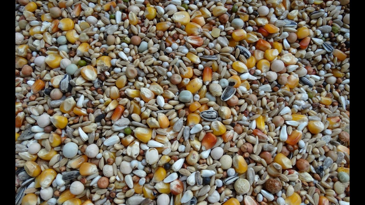 ALIMENTO PARA POMBOS CORREIOS "COMPETIÇÃO"