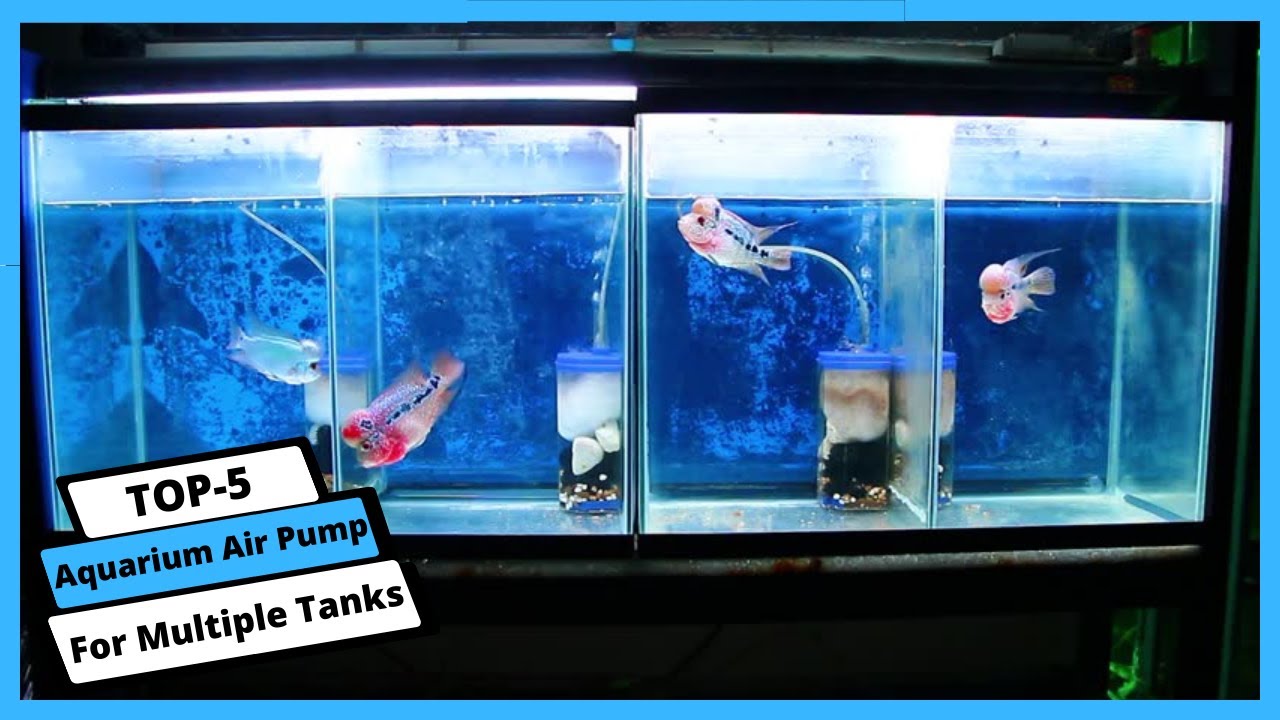 ✅ Best Aquarium Air Pump for Multiple Tanks | Aquarium Air Pump for Multiple Tanks
