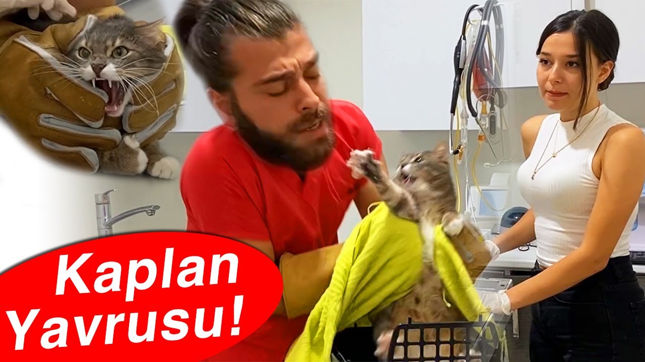 Кошка нападает на ветеринара, чтобы спастись! ( cat attack ) # Ветеринар