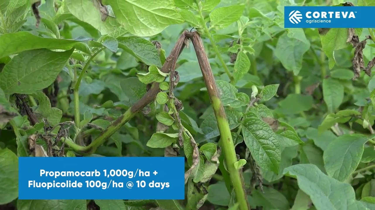 Zorvec&trade; active from Corteva Agriscience