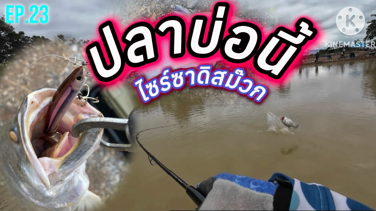 EP.23: กะพงบุฟเฟ่ บ่อนรินทร์ศักดิ์ฟาร์ม นครสวรรค์ 2/11/68 