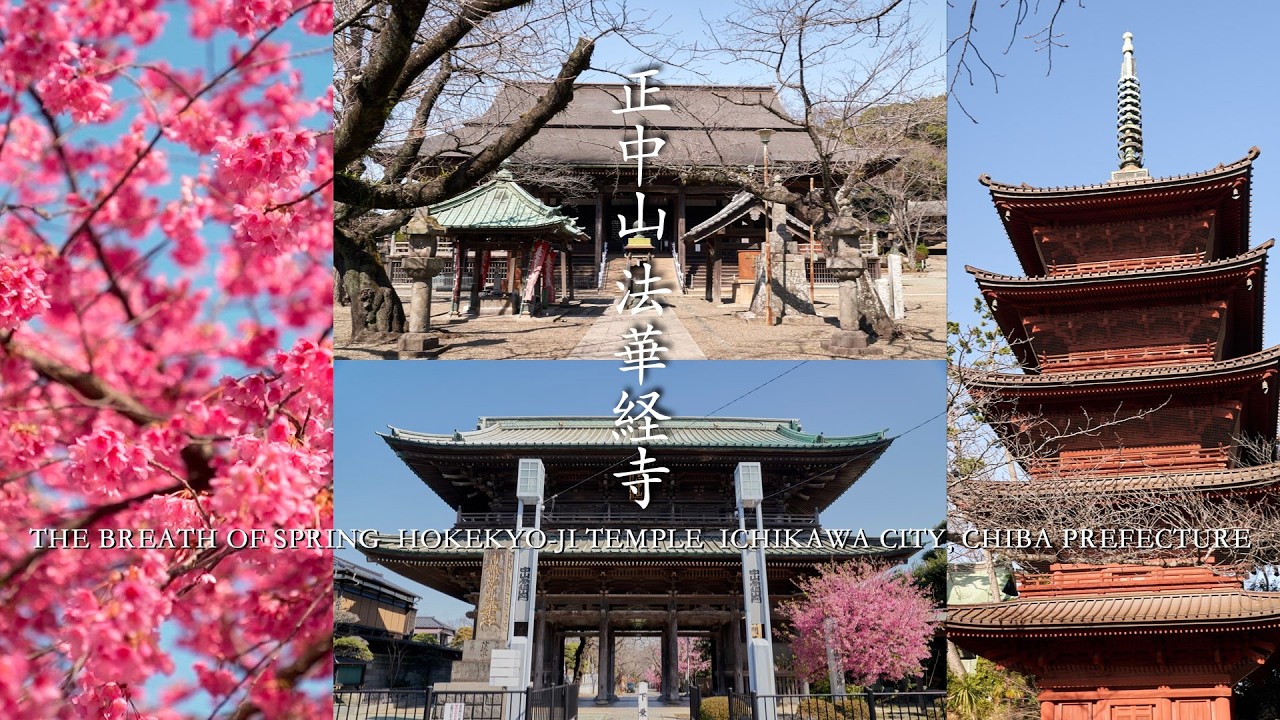 春の息吹 | 正中山 法華経寺 | 千葉県市川市 | 下総中山・京成中山