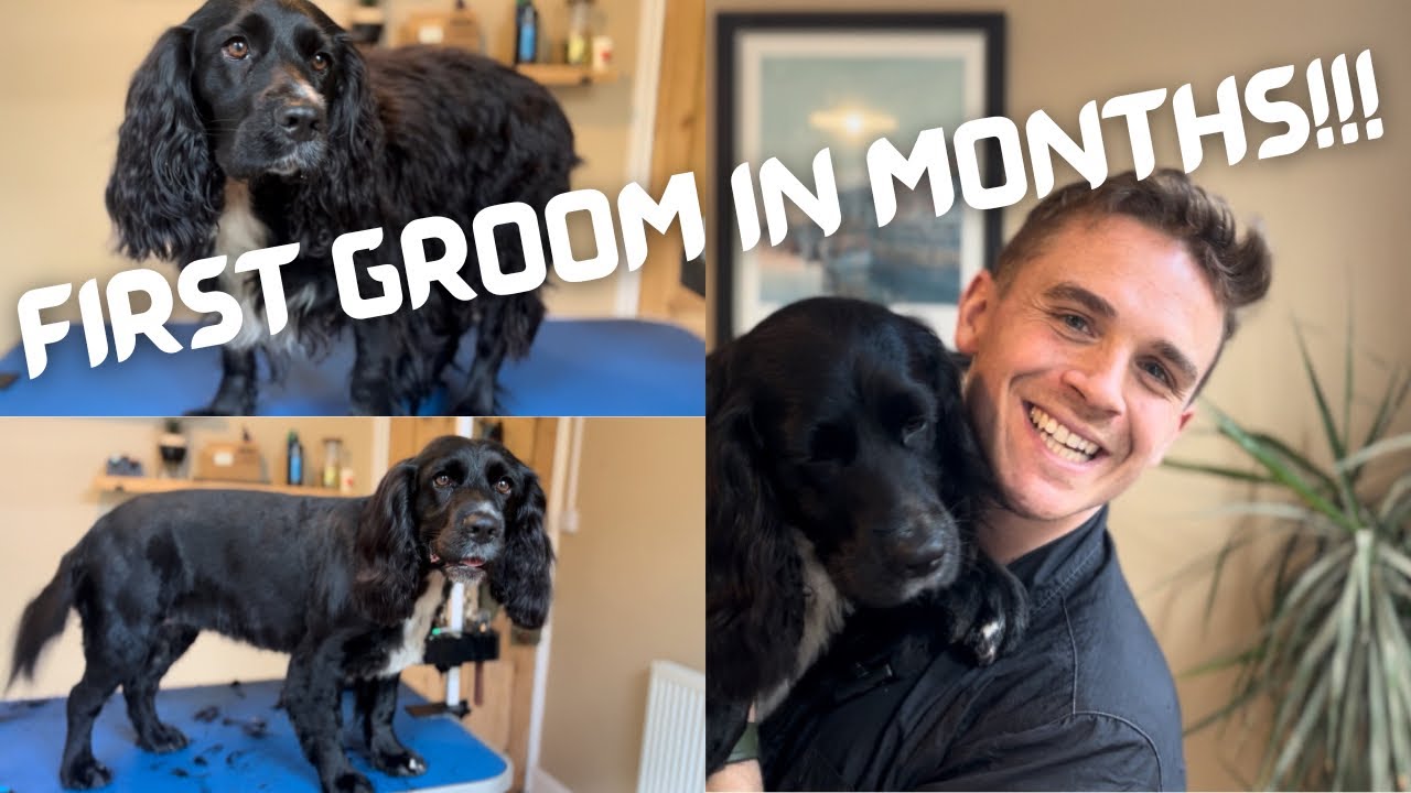 Turning this woolly mammoth back into a cocker spaniel - HUGE DOG GROOMING TRANSFORMATION
