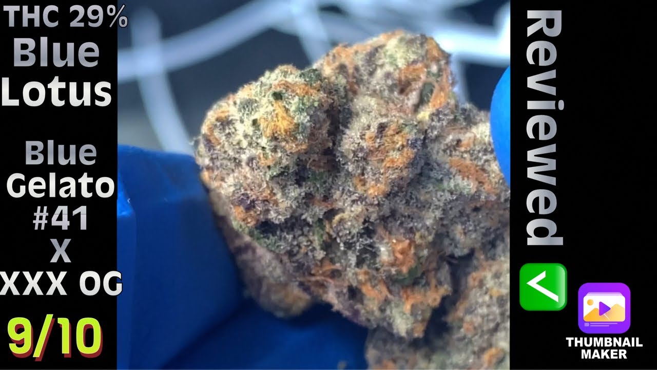 Strain Review: Blue Lotus (Maven Genetics) #3