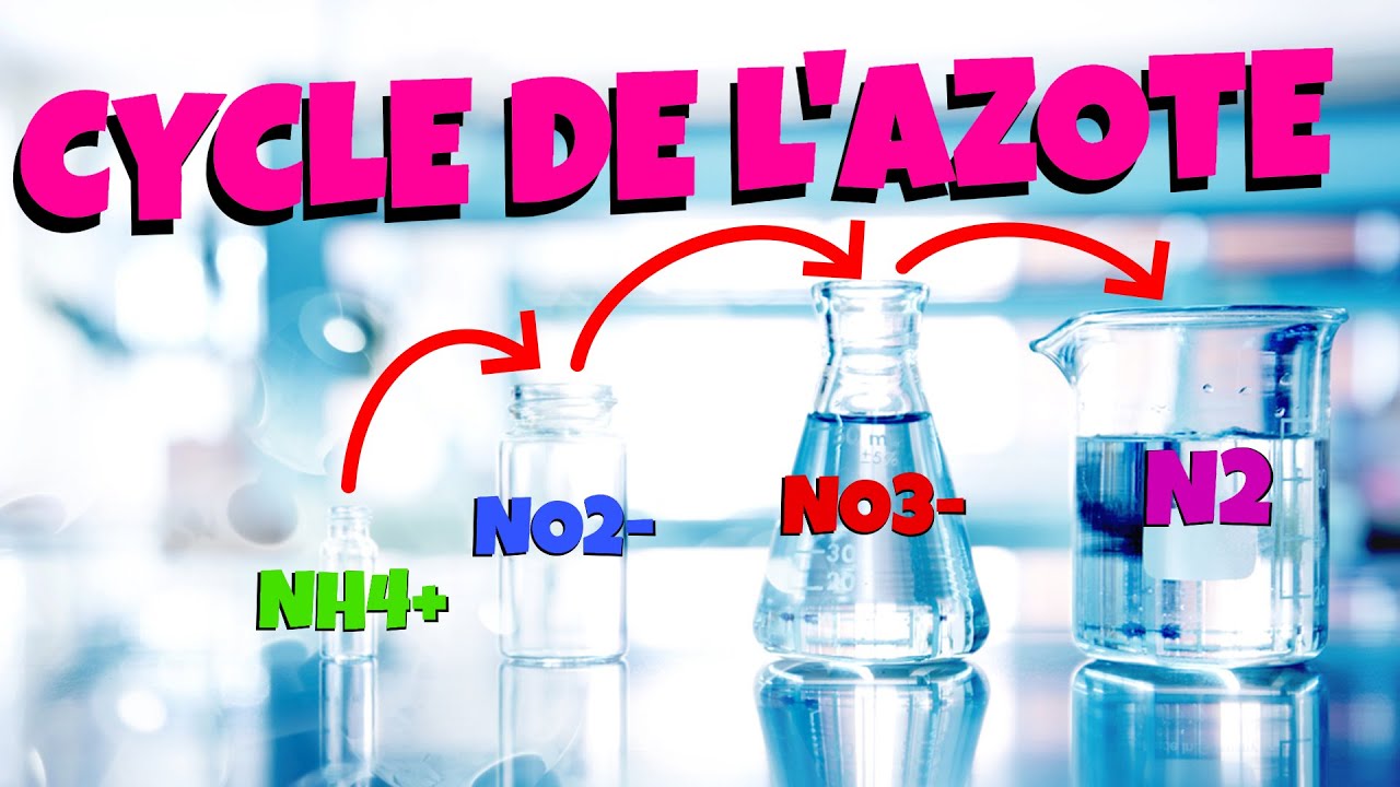Tout savoir sur le CYCLE DE L'AZOTE !