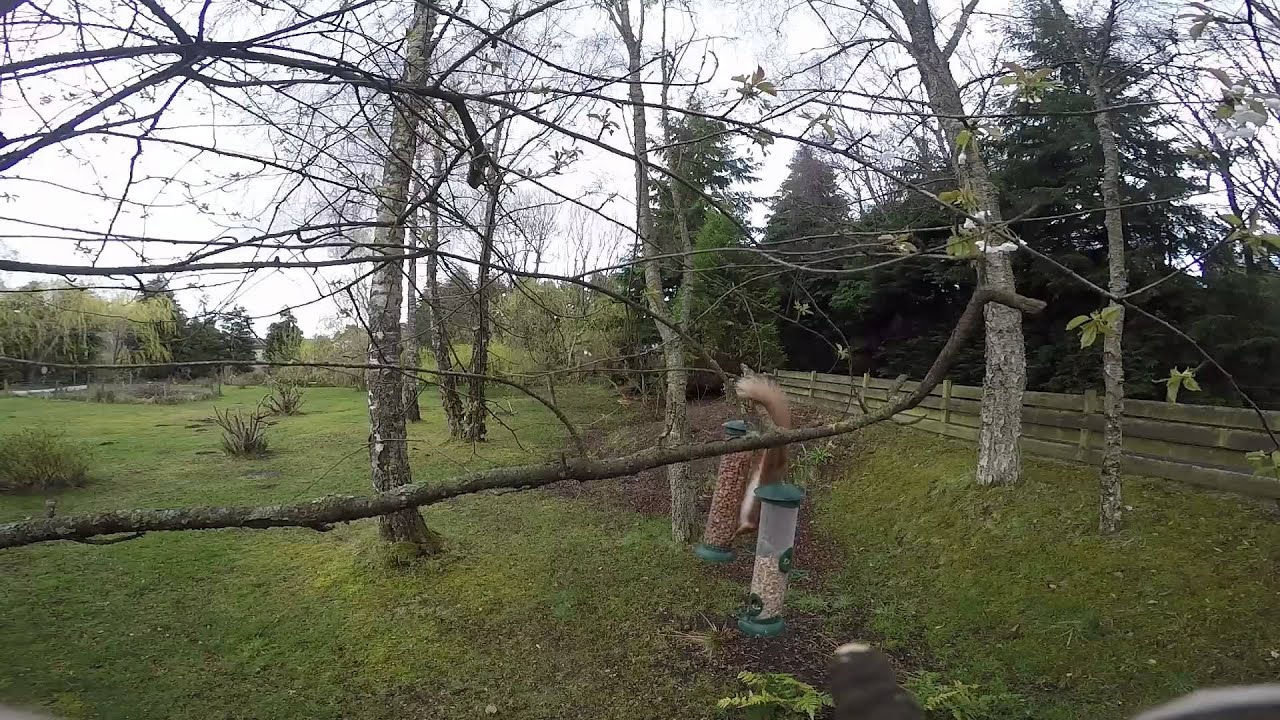GoPro Hero4 Silver - Squirrel captured on film