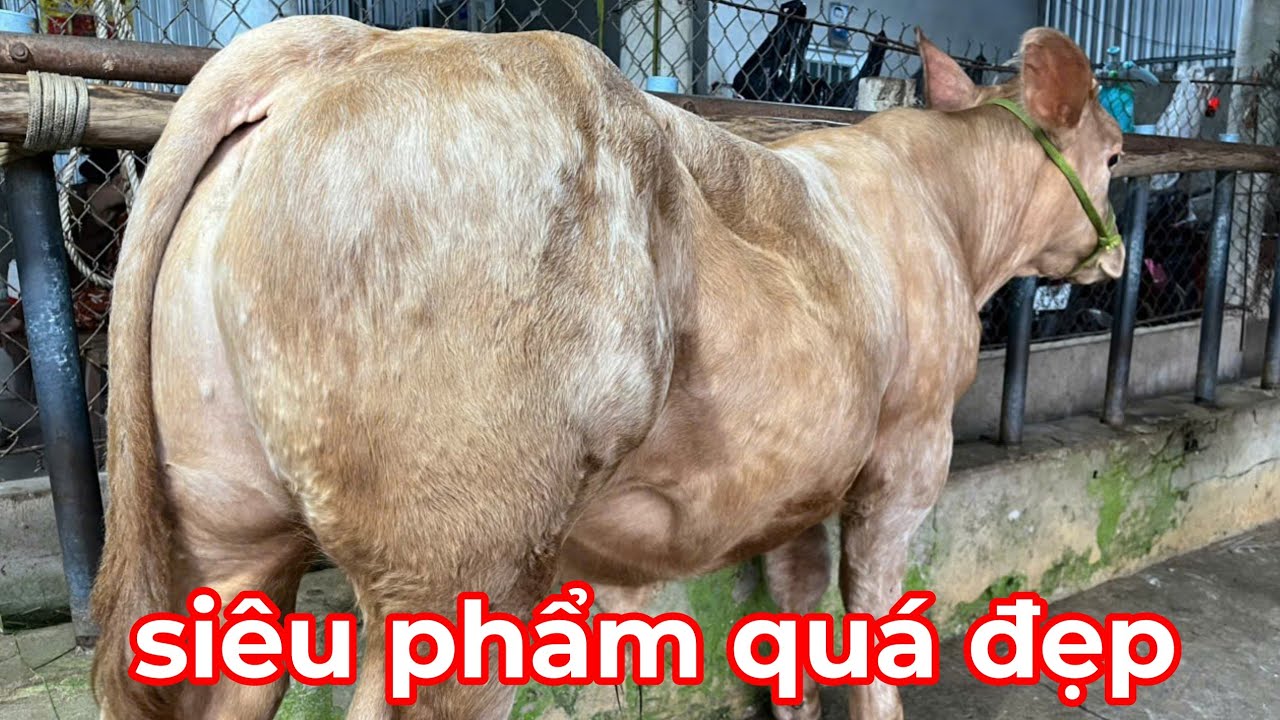 20/1/2026 — TRẠI BÒ THANH TÍNH — SIÊU PHẨM ĐẸP MỚI VỀ — CÁI TƠ ĐẸP 