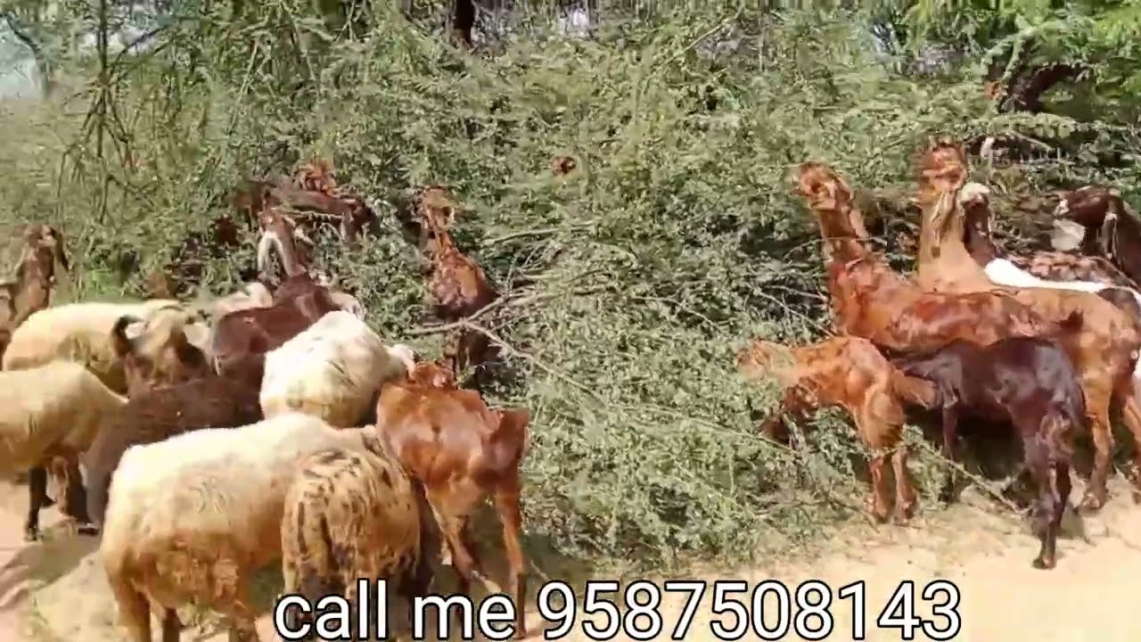 200 बकरियो का स्टॉक  280 रुपए किलो से सिरोही गुजरी अजमेरी नस्ल कि प्रेग्नेंट बकरीया 