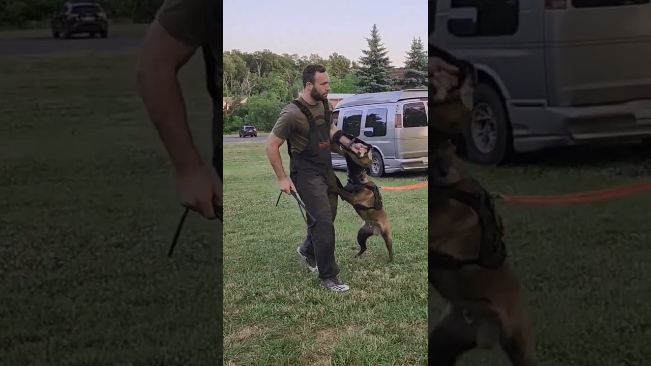 10.5 Month Old Belgian Malinois Bites |IGP Protection| 'FULL METAL COLT PATERSON '