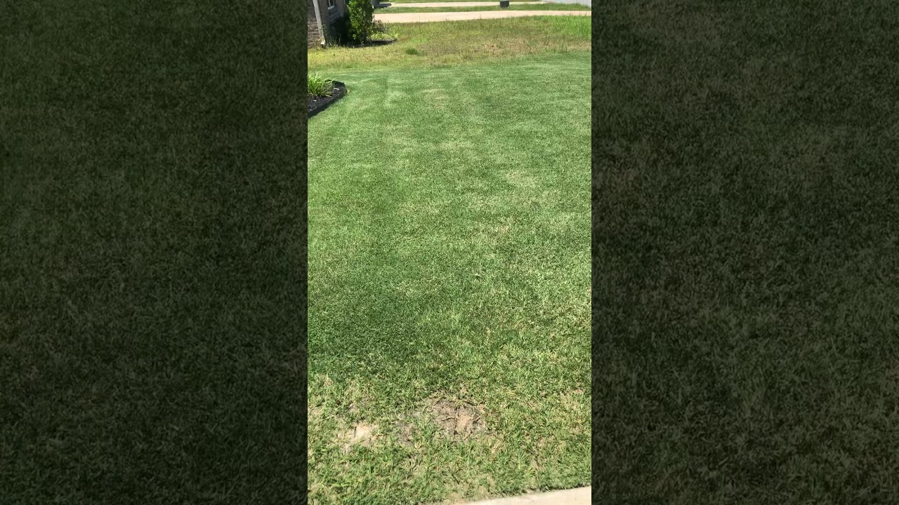 Bermuda - Fungus or Scalping?