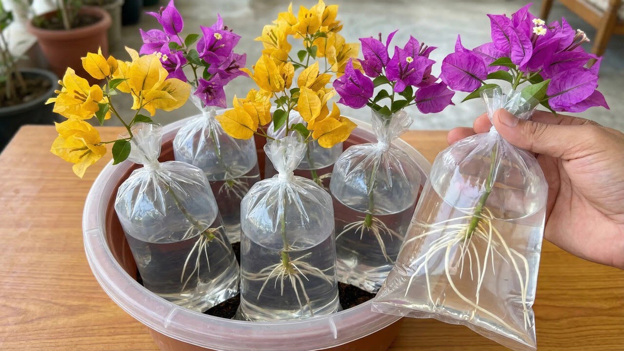 Rooting bougainvillea cuttings in water! A special propagation method.