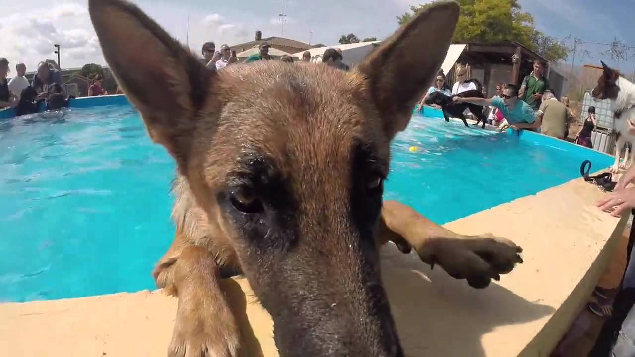 www.adiestrar-perros.com - Club Canino Sant Cugat - Inauguración de la piscina