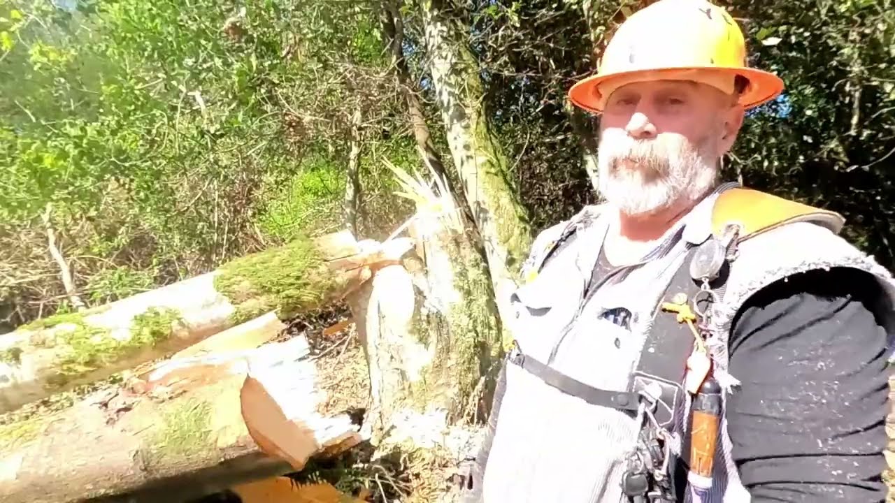 How to cut dangerous leaning trees