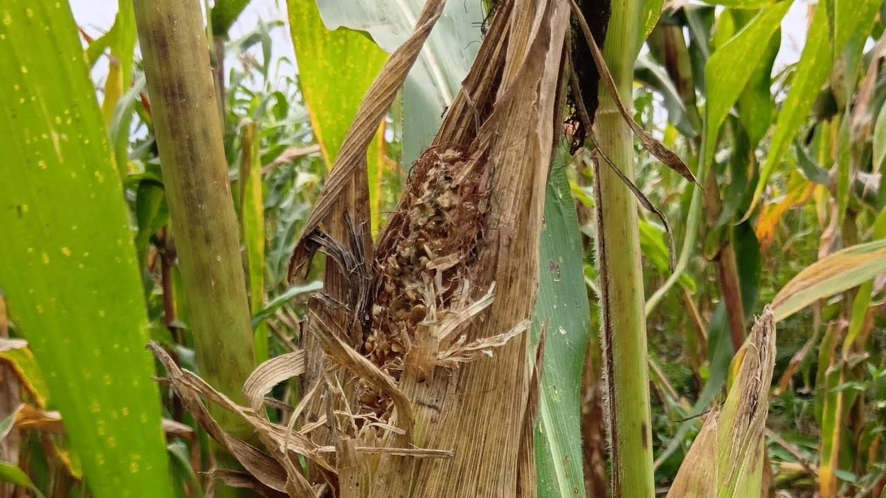 Venimos ala milpa, y encontramos que se están comiendo el maíz 🌽 😭😭😭