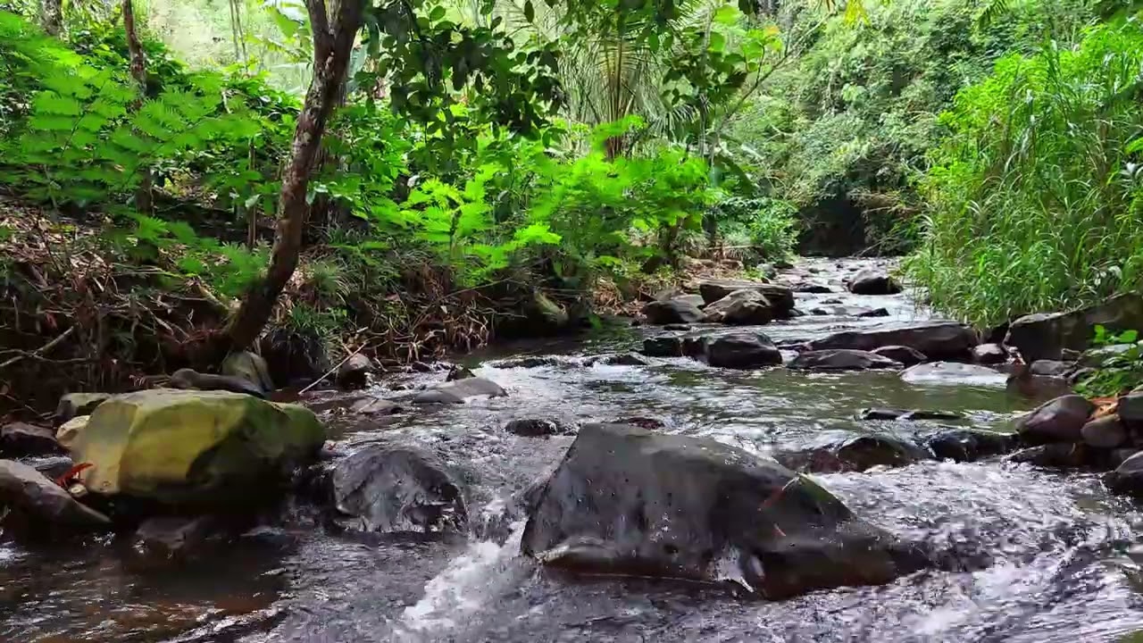 Peaceful Tropical Forest River with Continuous Natural Water Flow and Green Surroundings