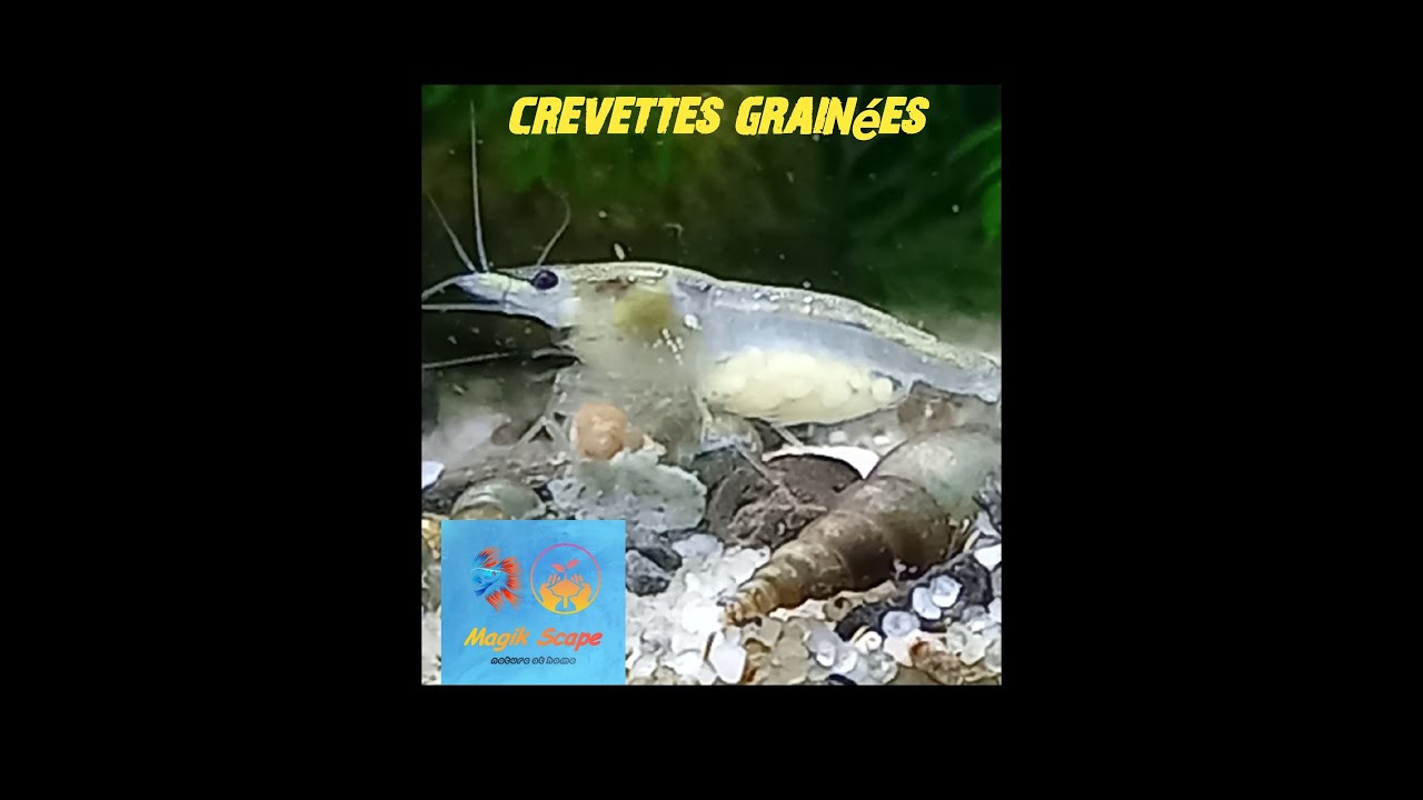 reproduction de crevette. #crevettes grainées