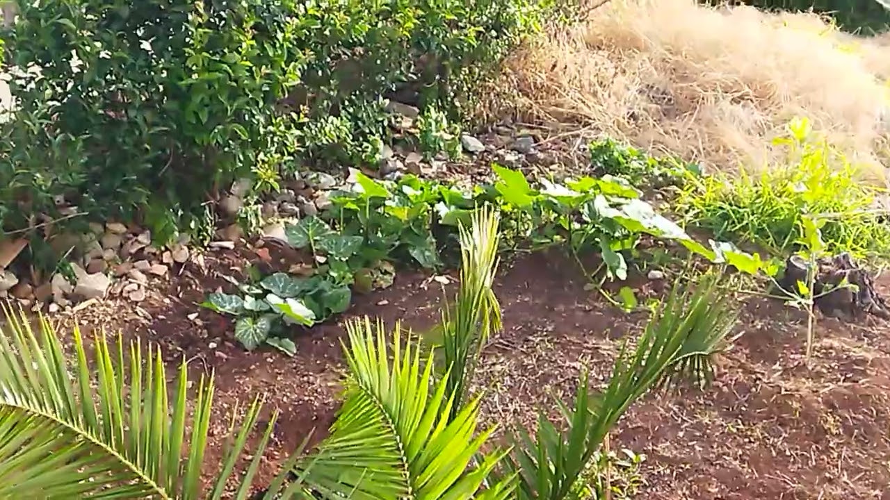 Está linda as minhas plantações