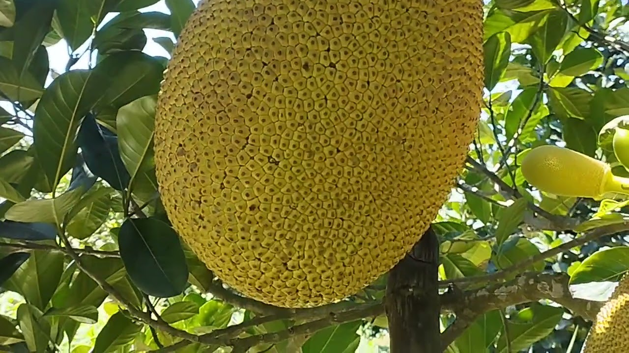 VƯỜN MÍT IN ĐÔ  TRÁI QUÁ ĐỈNH