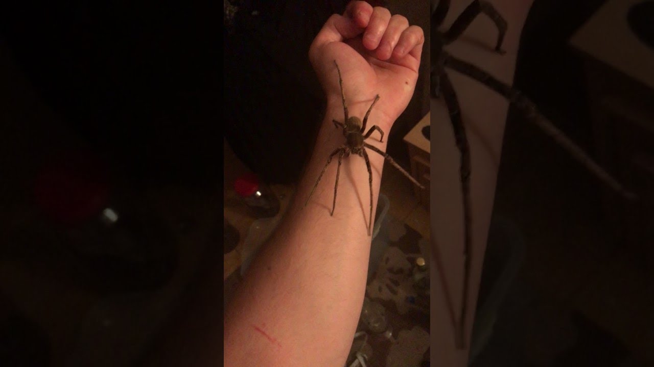 Man Holds World's Most Venomous Spider || ViralHog