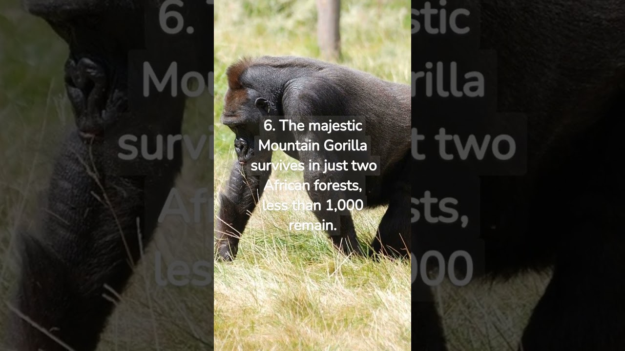 top 10 endangered species fighting extinction