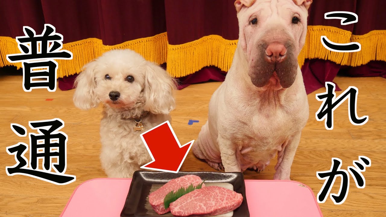 うちでは愛犬のオヤツに「神戸牛」をあげております。常識ですわよね？