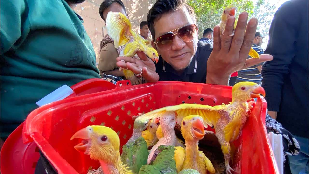 Biggest Sunday Lalukhet Birds Market | Exotic Parrots | 31-12-2023 Urdu/Hindi