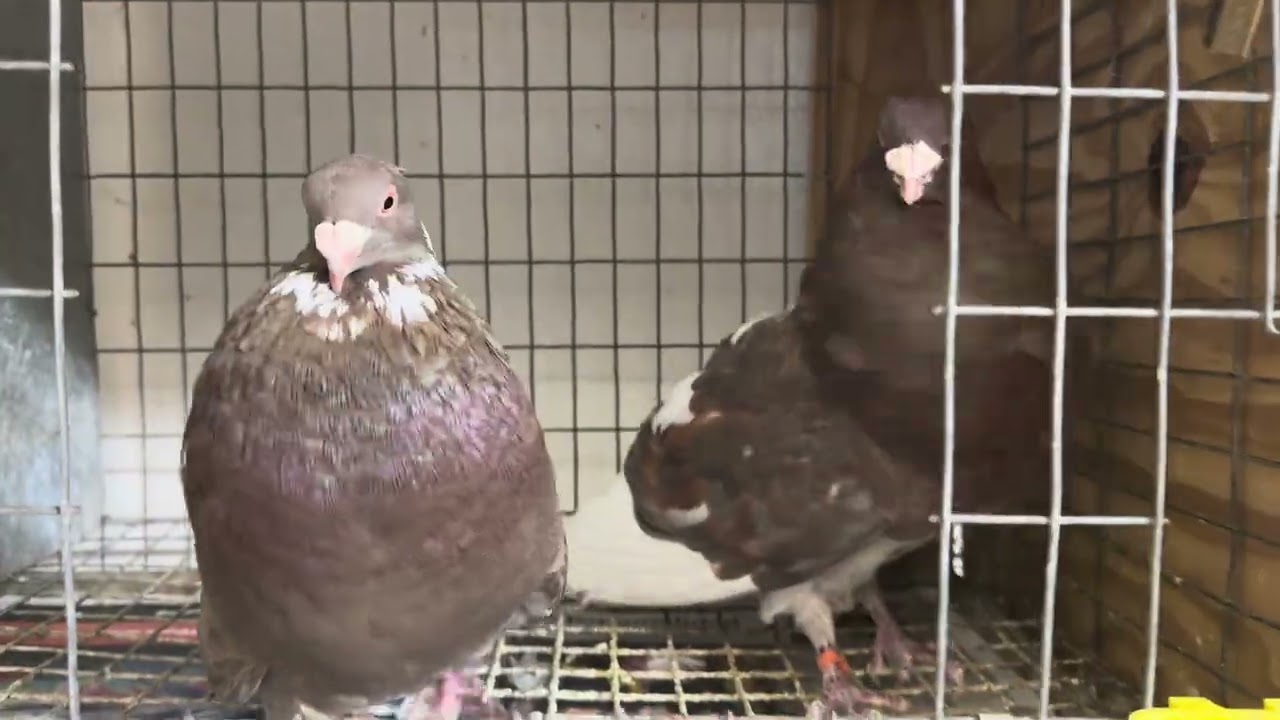 Pareja de canelos