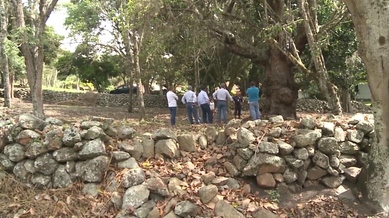 EL MAMEY DE 200 AÑOS EN ‘EL PARAÍSO’ DE EFRAÍN Y MARÍA