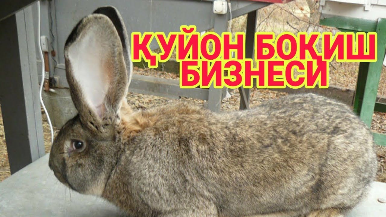 Қуйон боқиш бизнеси уй шароитида орзон усули