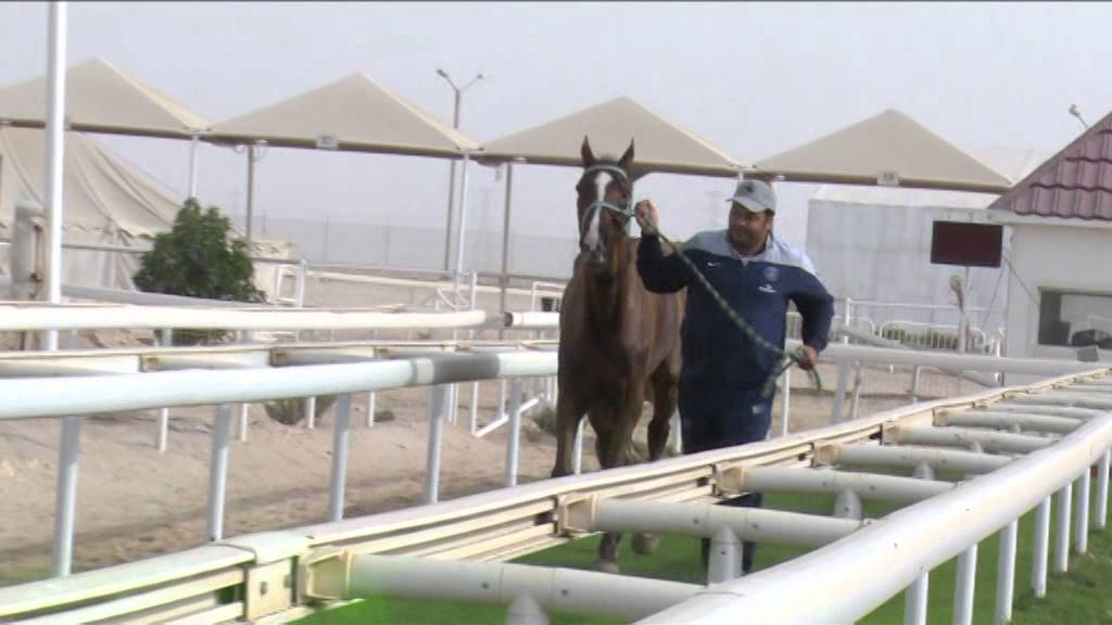 LADIES INTERNATIONAL ENDURANCE RIDE  20/02/2015