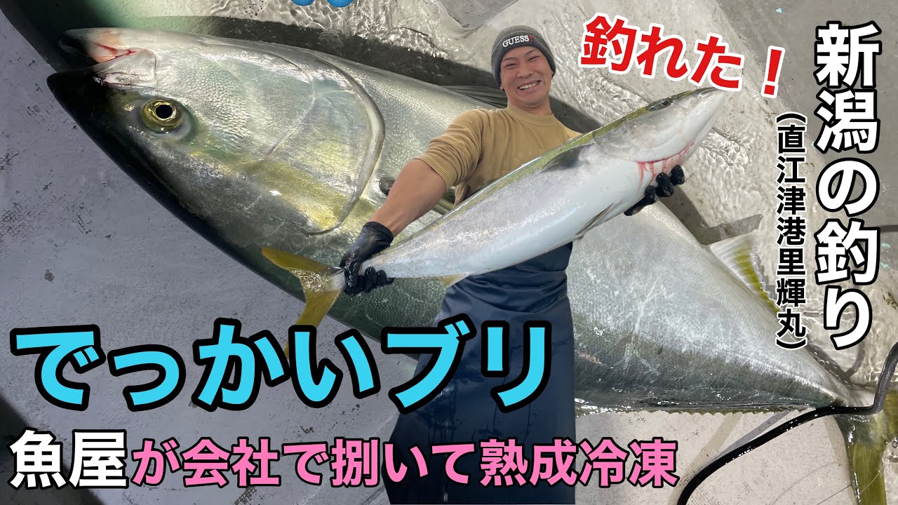 新潟で釣った【巨大ブリ】を魚屋が会社で熟成、豪快に捌いて急速冷凍！！（釣り方、捌き方）