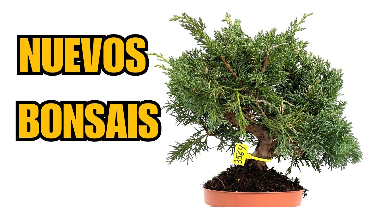 Nuevos Bonsais disponibles en la web