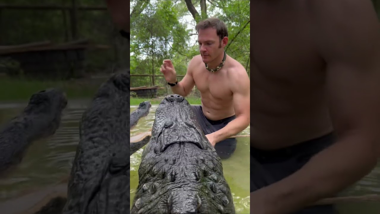 10ft gator training #Gator #Alligator #Animals #Dangerous  ￼