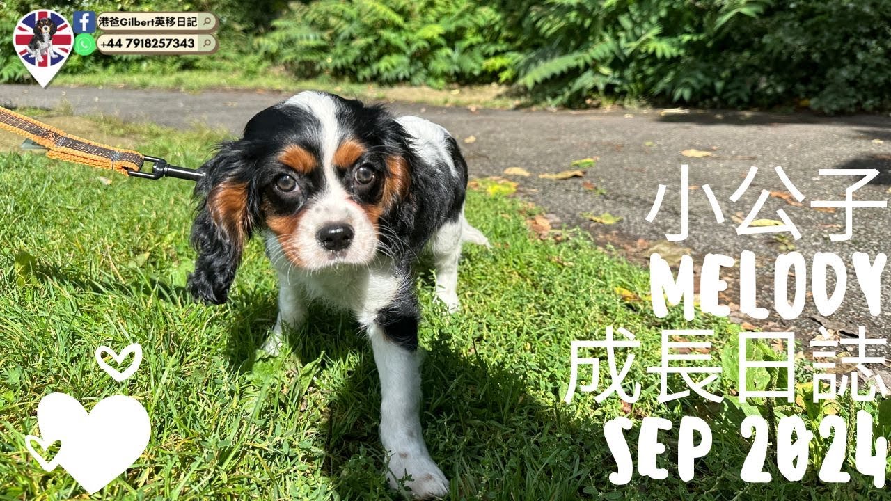 小公子Melody成長日誌 SEP 2024 #英國毛孩 #CavalierKingCharles