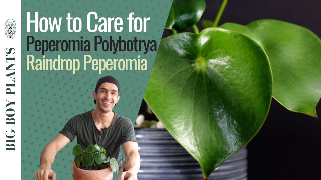 How to Care for Peperomia Polybotrya (Raindrop Peperomia)