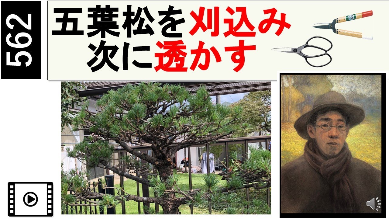 562 五葉松を刈込んでから透かす剪定。　Prune the five-leaf pine, first by trimming and then by sukashi pruning.　miki3