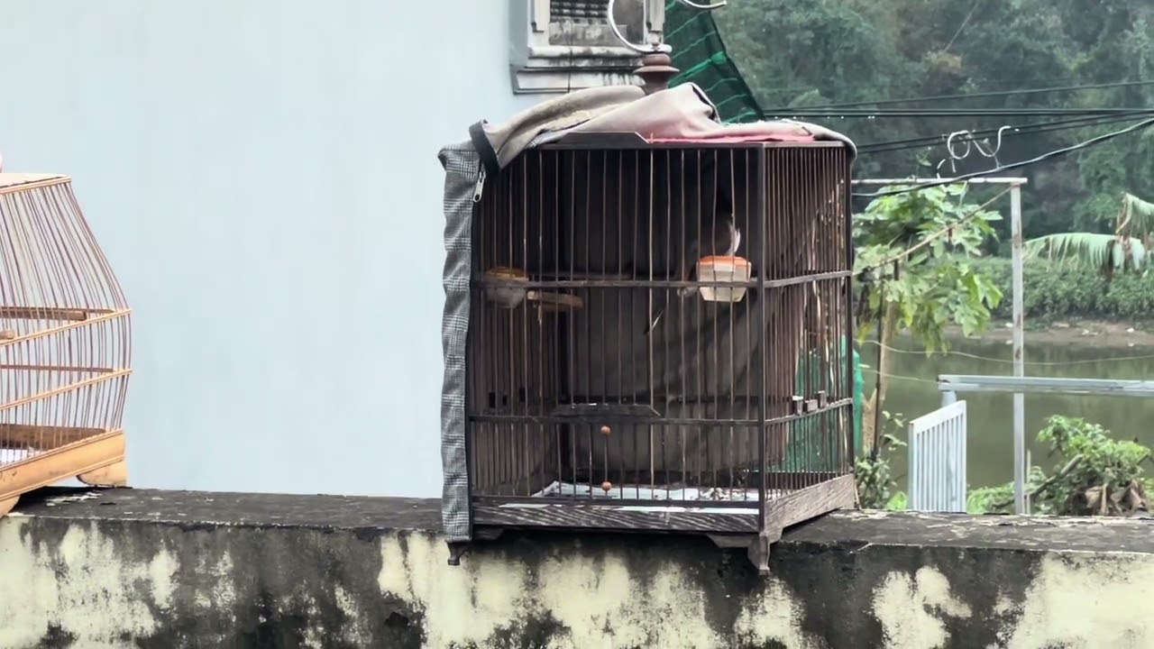Buổi đầu tiên khai Xuân công việc hàng ngày của mình mọi người cùng theo dõi nhé 