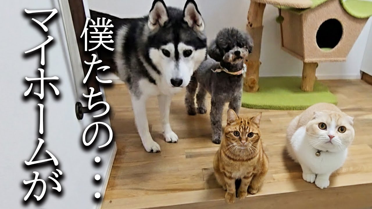 家を処分することになりました...
