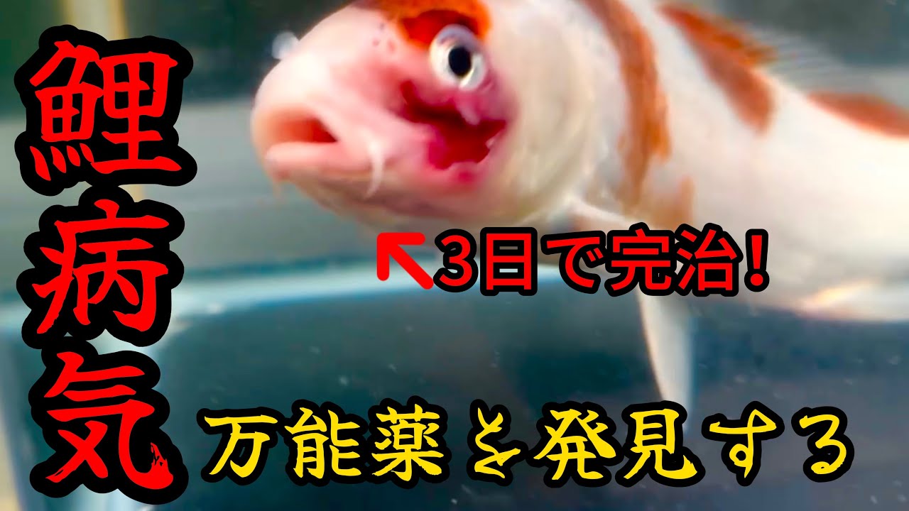 『閲覧注意』鯉の病気はこれだけで良いかも！万能薬を紹介する！#koi #nishikigoi #錦鯉