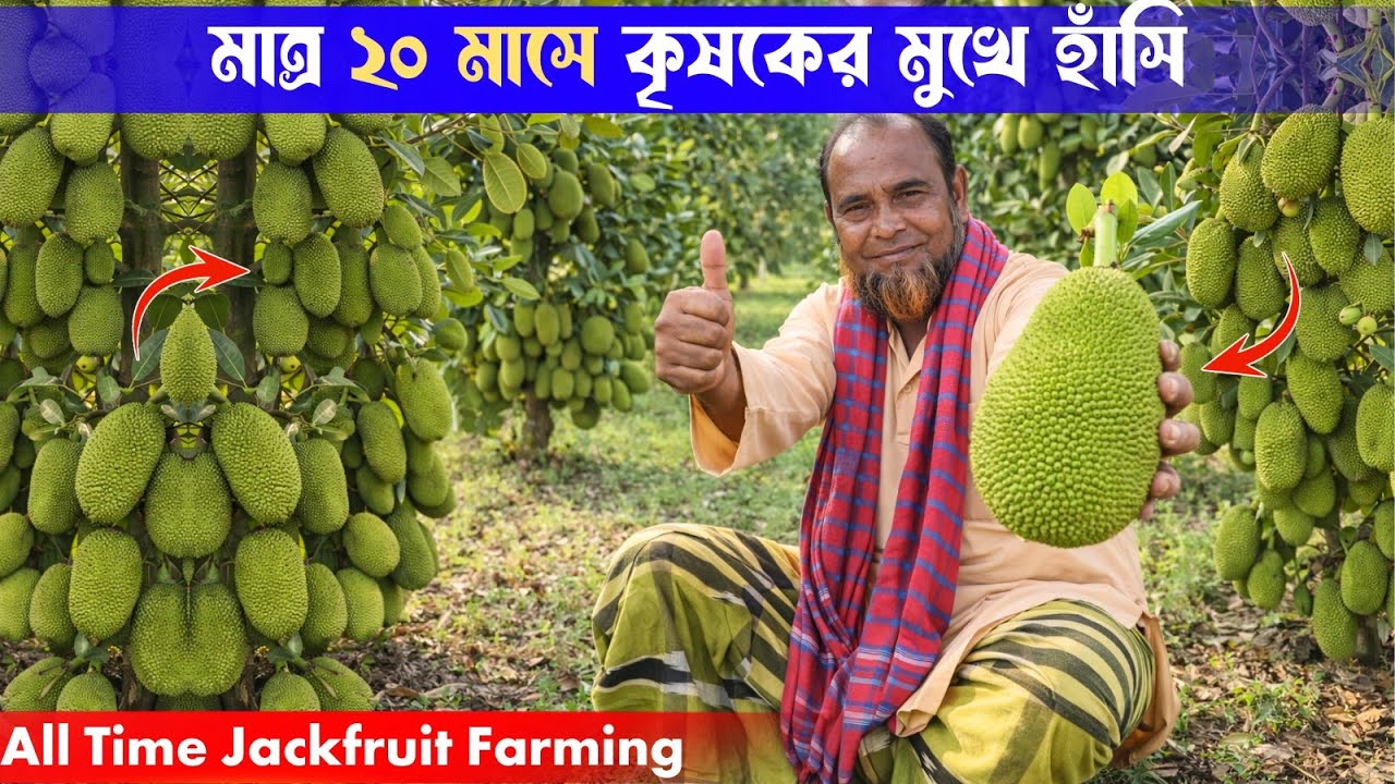 বারোমাসি এঁচোড় বিক্রি করতে গিয়ে কৃষক কি সমস্যার সম্মুখীন হচ্ছেন? @agriculturediary 