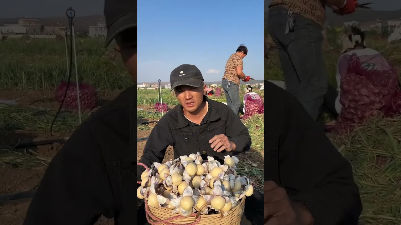 Fresh Harvest: Organic Solo Garlic from the Farm! 🧄