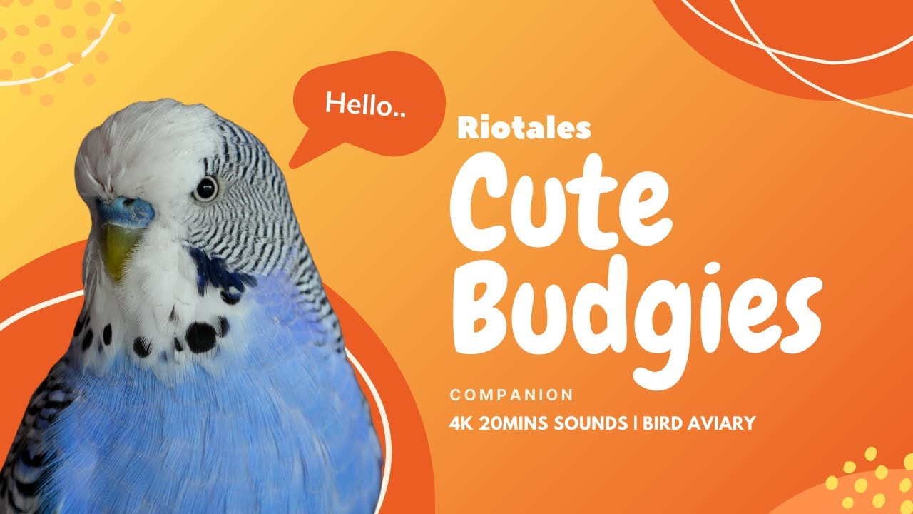 20 mins of Budgies Singing and Talking Sounds | 4k | Bird Aviary | Aviary Home Setup