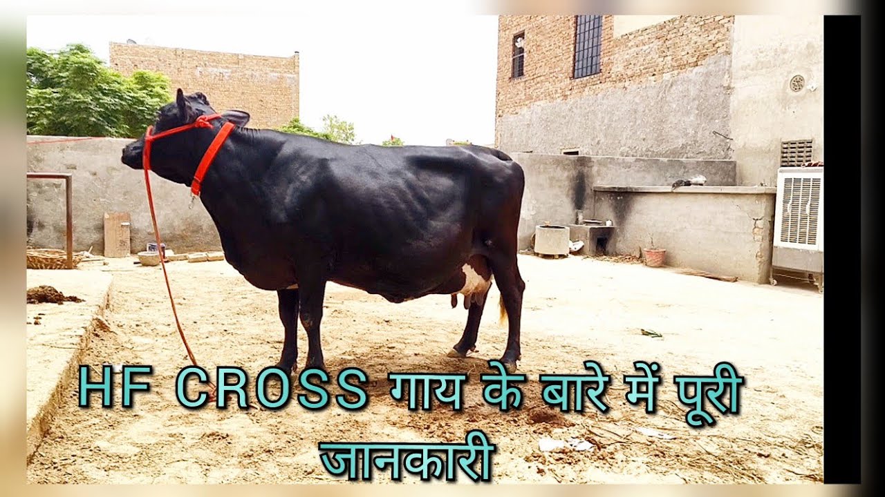 गर्मी में ज्यादा दूध देने वाली hf cross नस्ल की गाय,full detail about hf cross breed cow 🐄🐄🐄🐄
